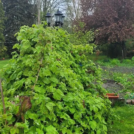 Le Relais De L'aube Gæstehus